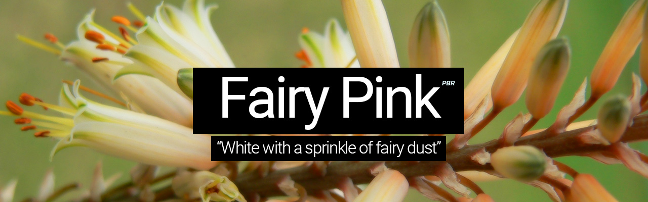 Fairy Pink - White with a sprinkle of fairy dust