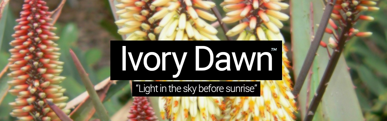 Ivory Dawn - Light in the sky before sunrise