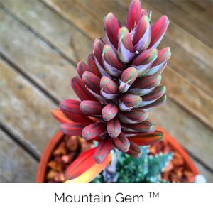 Mountain Gem - Little gem of the mountain