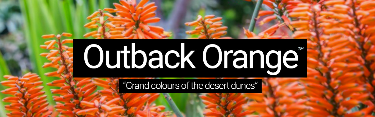 Outback Orange - Grand colours of the desert dunes