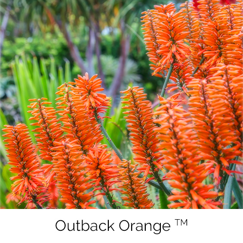 Outback Orange™