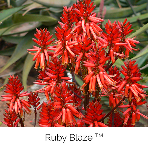 Ruby Blaze™