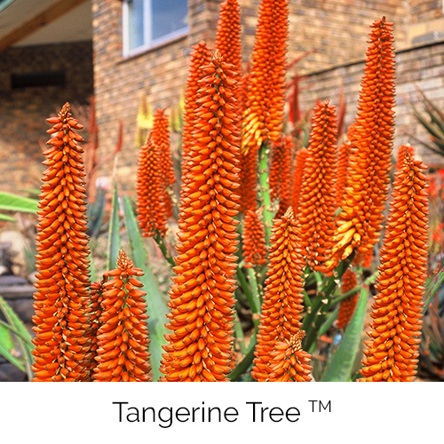 Tangerine Tree™