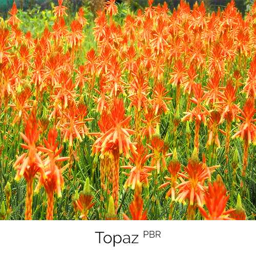 Topaz PBR