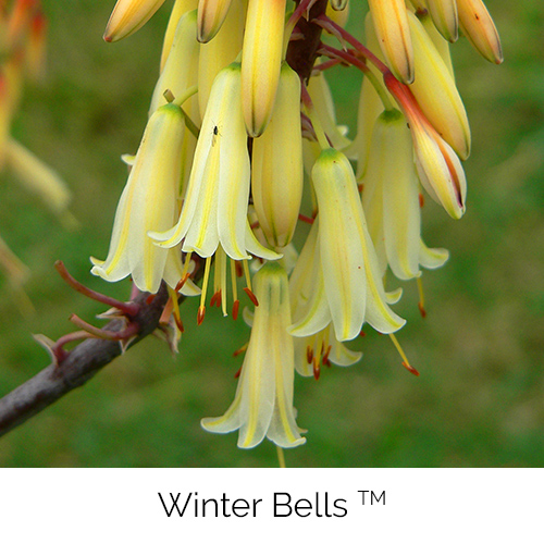 Winter Bells™