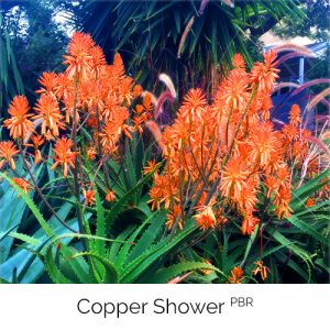 Copper Shower - Soft, malleable bronzy orange