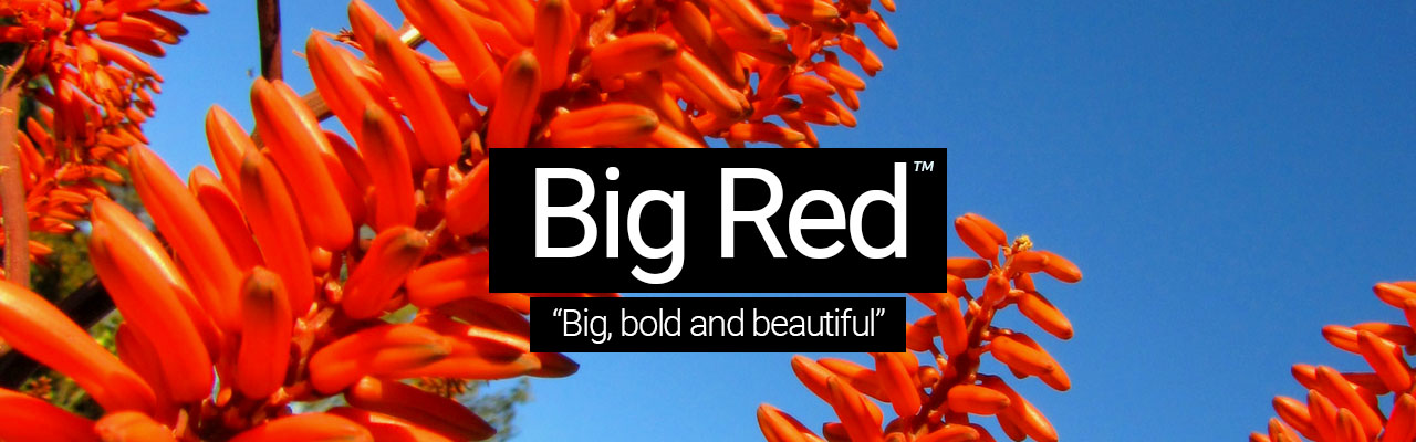 Big Red - Big, bold and beautiful