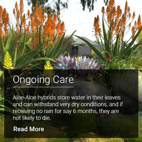 Easy gardening - aloes store water in their leaves, can withstand very dry conditions and live very long without rain