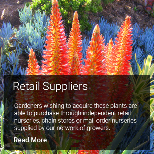 Retail Suppliers - Plants for sale though retail nurseries, chain stores or mail order nurseries