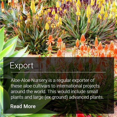 Export - Aloe-Aloe Nursery is a regular exporter of small and large aloes around the world