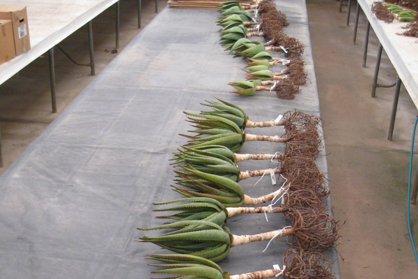 Australia exports of aloe