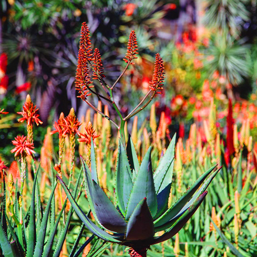 pests and disease free aloe