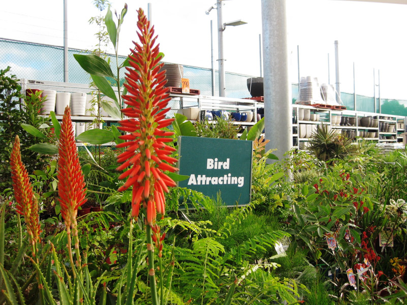 plant nursery