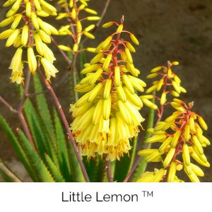 Little Lemon - Cool, refreshing and zesty