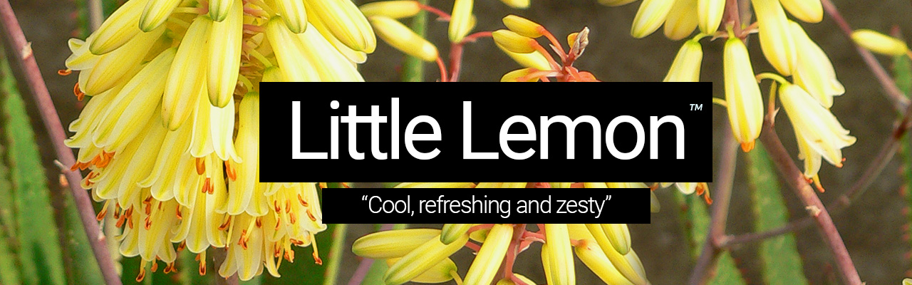 Little Lemon - Cool, refreshing and zesty